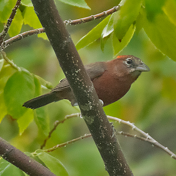 Red-crested Finch