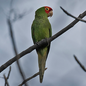Red-masked Parakeet