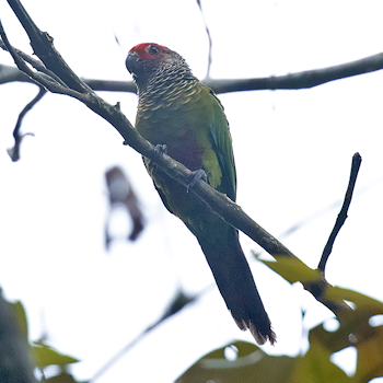 Rose-fronted Parakeet