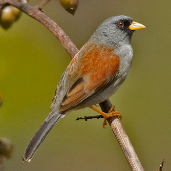 Rufous-backed Inca-finch