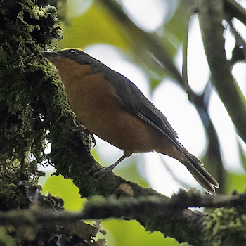Rufous-crested Tanager