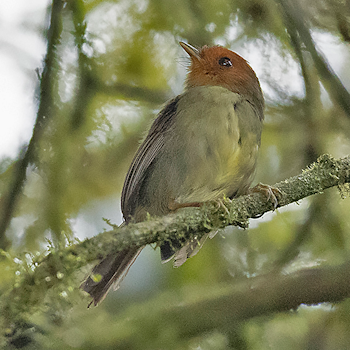 Rufous-headed Pygmy-tyrant