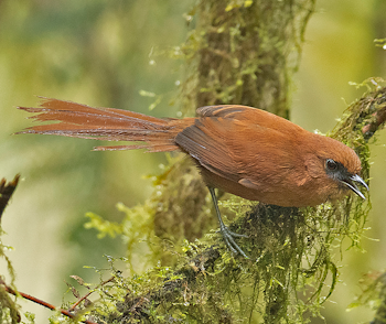 Rufous Spinetail