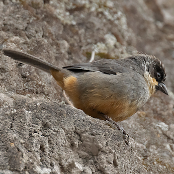 Rusty-bellied Brushfinch