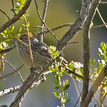 Rusty-crowned Tit-spinetail
