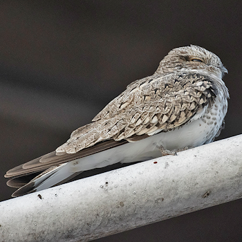 Sand-coloured Nighthawk