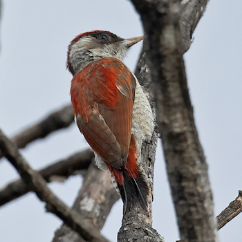 Scarlet-backed Woodpecker
