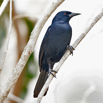 Scrub Blackbird