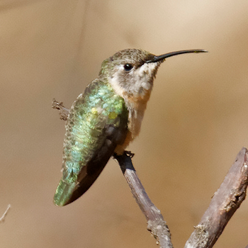 Short-tailed Woodstar