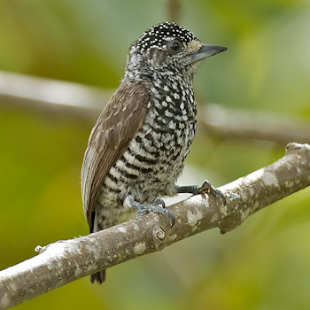 Speckle-chested Piculet
