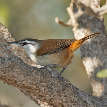 Superciliated Wren