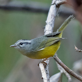 Three-banded Warbler