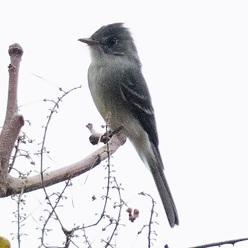 Tumbes Pewee