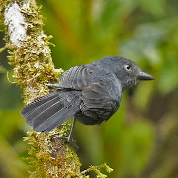 Uniform Antshrike
