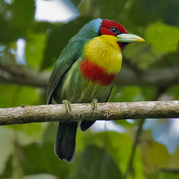 Versicoloured Barbet