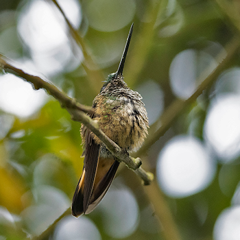 Violet-throated Starfrontlet
