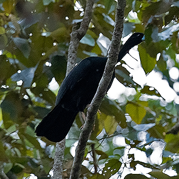 Wattled Guan