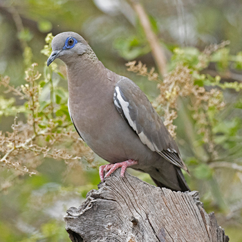 West Peruvian Dove