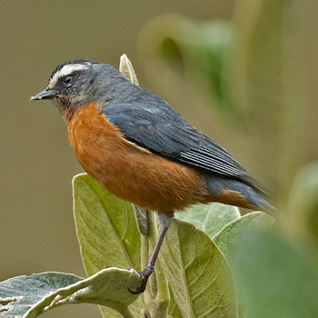 White-browed Conebill