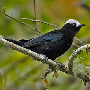 White-capped Tanager