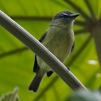 White-lored Tyrannulet