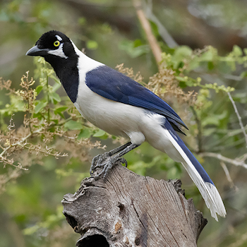 White-tailed Jay