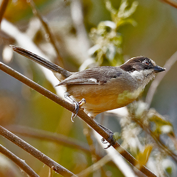 White-winged Brushfinch