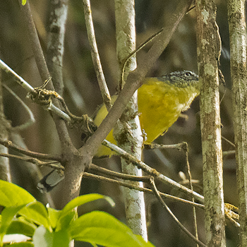 Yellow-breasted Antwren