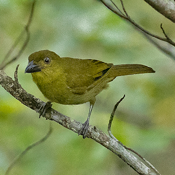 Yellow-lored Tanager