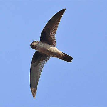 Ameline Swiftlet