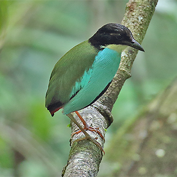 Azure-breasted Pitta
