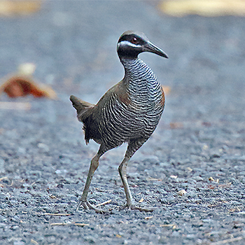 Barred Rail