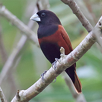 Chestnut Munia