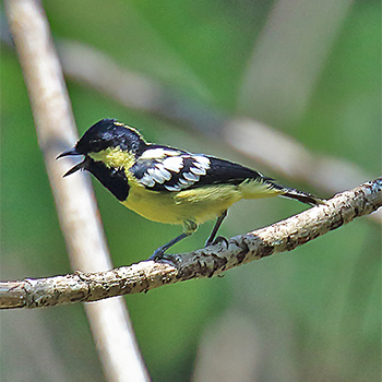 Elegant Tit