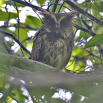 Everett's Scops-owl