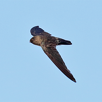 Glossy Swiftlet