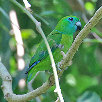 Guaiabero