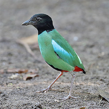 Hooded Pitta