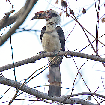 Luzon Hornbill