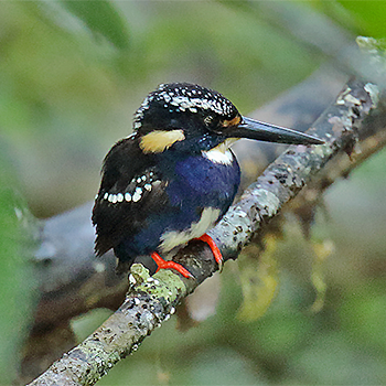 Northern Silvery-kingfisher