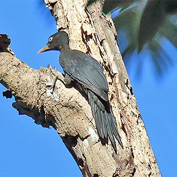 Northern Sooty-woodpecker