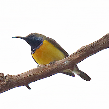 Olive-backed Sunbird