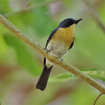Palawan Blue Flycatcher
