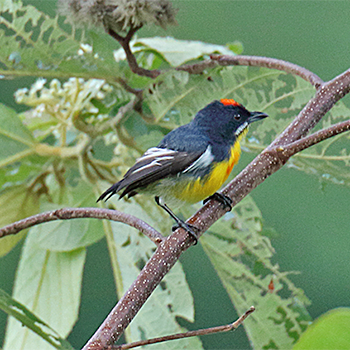 Palawan Flowerpecker