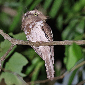Palawan Frogmouth