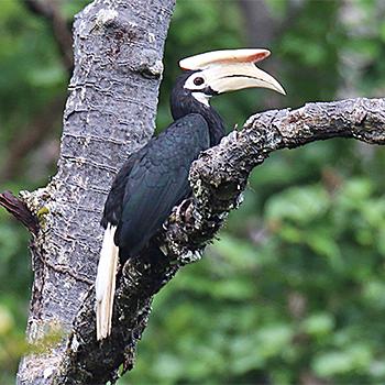 Palawan Hornbill