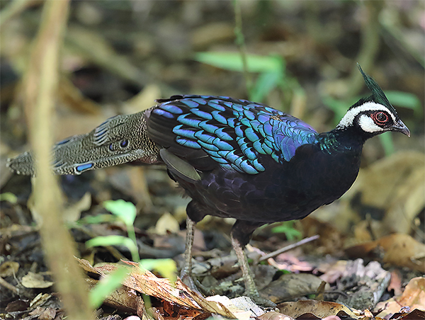 Palawan Peacock-pheasant