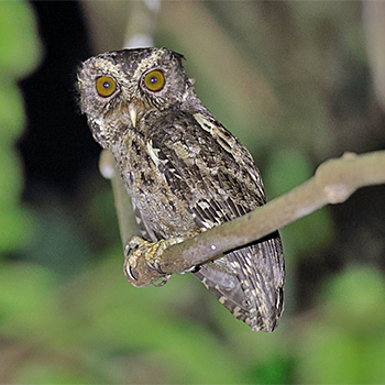 Palawan Scops-owl