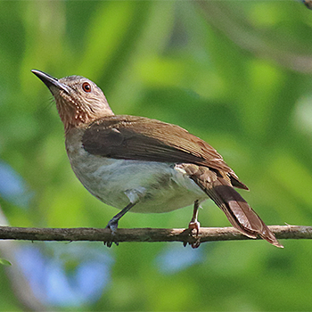 Philippine Bulbul