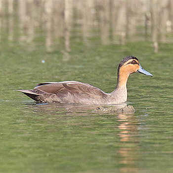 Philippine Duck